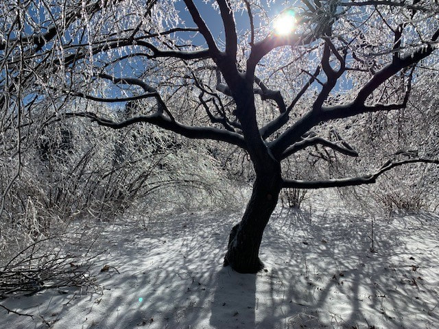 photo of apple tree covered with ice and glowing in the winter sun
