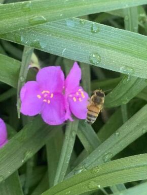 a bee on a pink flower