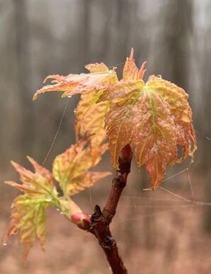early spring leaves in the woods